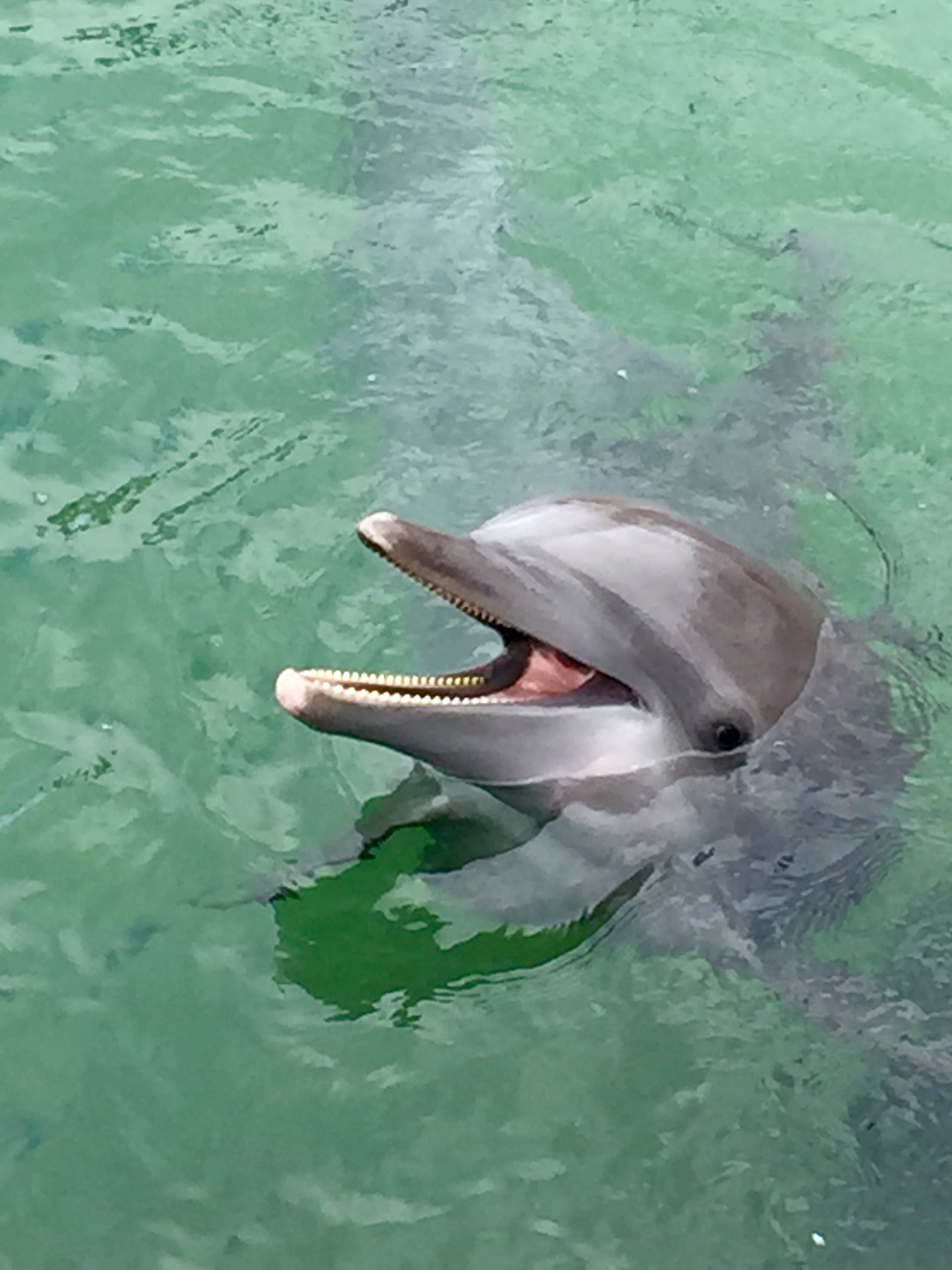 You can even see this dolphin's smile You can even see this dolphin's smile